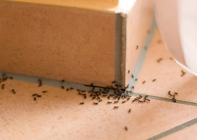 Insectosec wirksam gegen Ameisen und Schädlinge