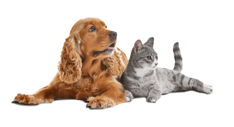 Hundeflöhe und Katzenflöhe bekämpfen