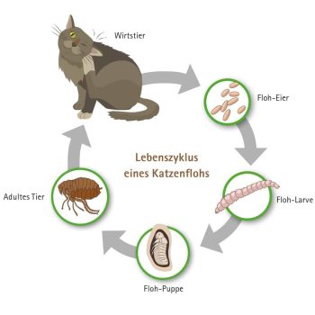 Katzenfloh bekämpfen